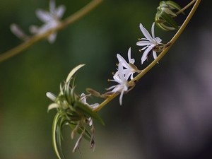 《落地花》女尊