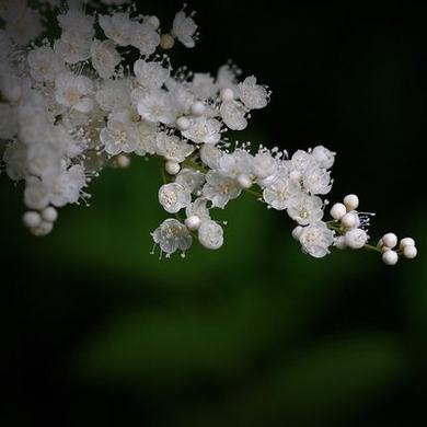 《轮到你了》樱花动漫