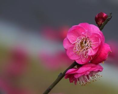 两根大阳夹阴线