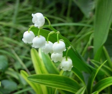 无删减免耽动漫网站双男