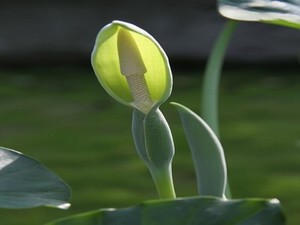 老医生给村长闺女看病